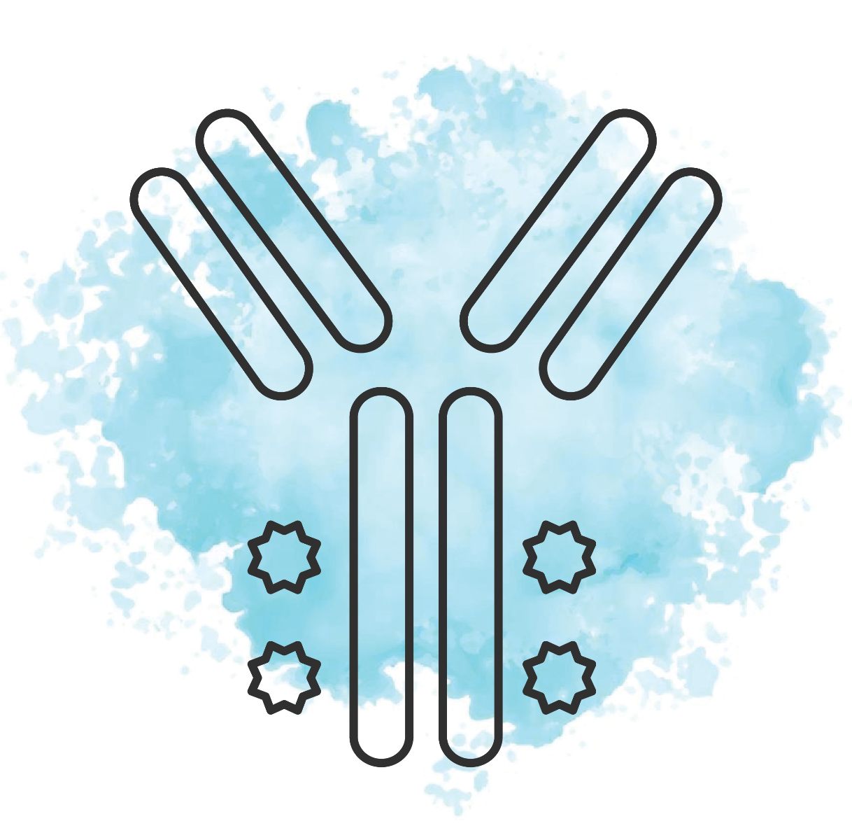 Conjugated Antibodies