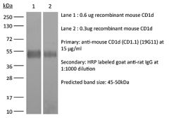 Western Blot