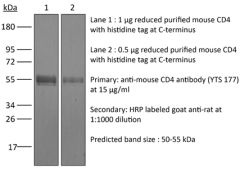 Western Blot
