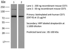 Western Blot