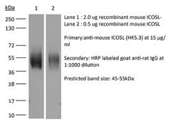 Western Blot