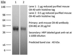 Western Blot