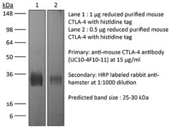 Western Blot