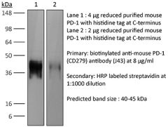 Western Blot