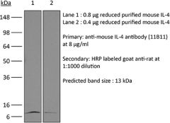 Western Blot