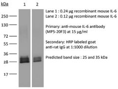 Western Blot