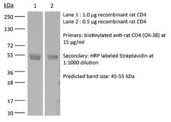 Western Blot