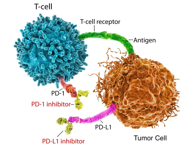 ANTI-PD-1