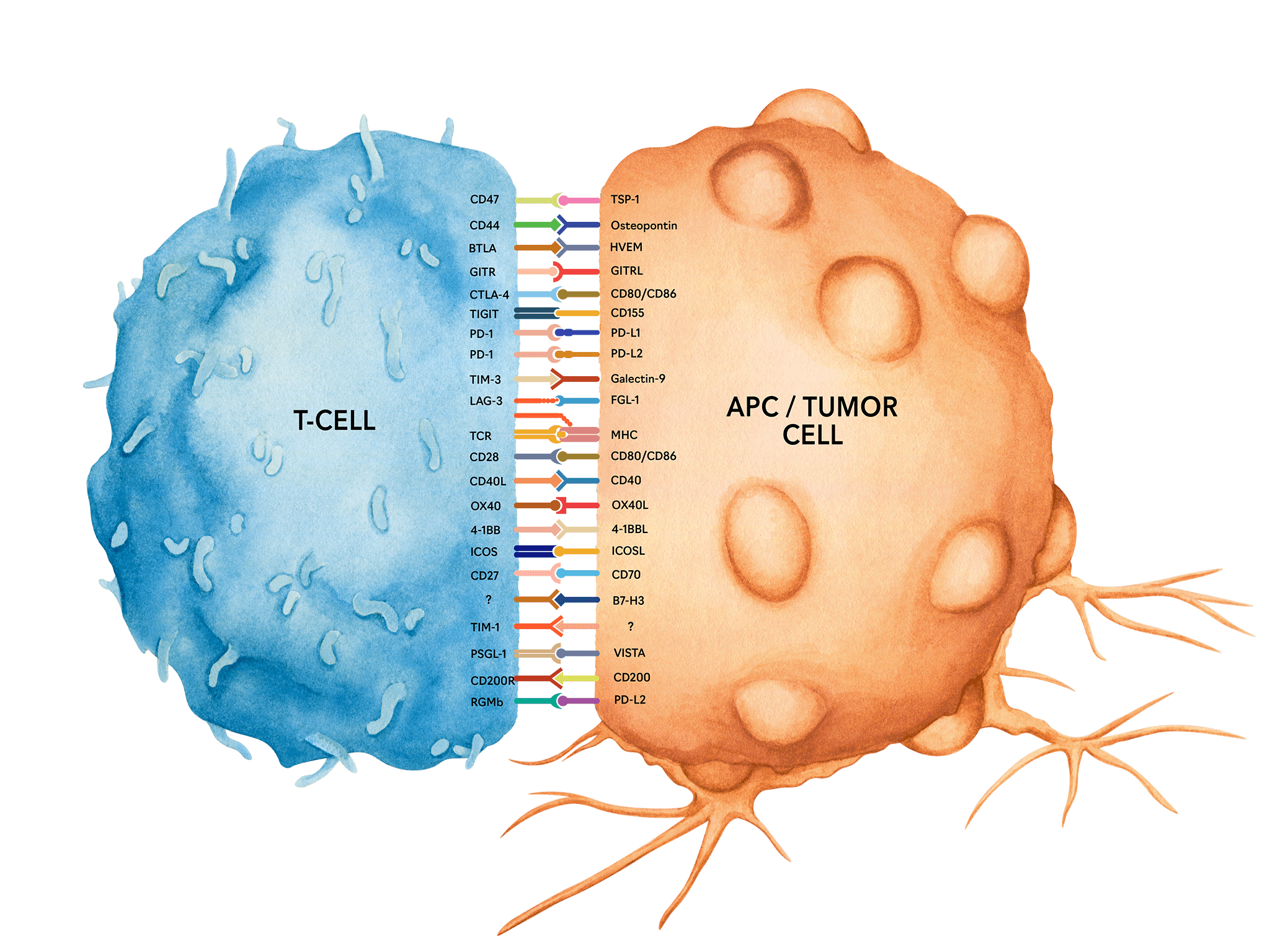 Immune_Checkpoint-01