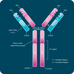 Antibody Structure